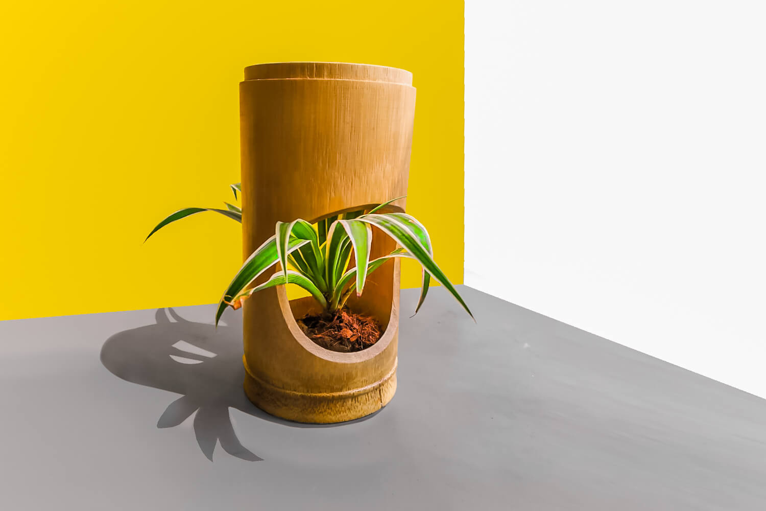 Bamboo planter cylinder cut shape