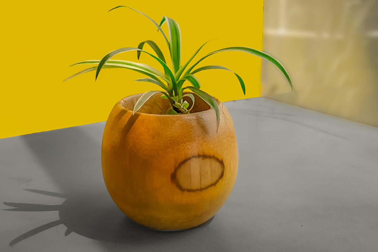 Bamboo planter round shape