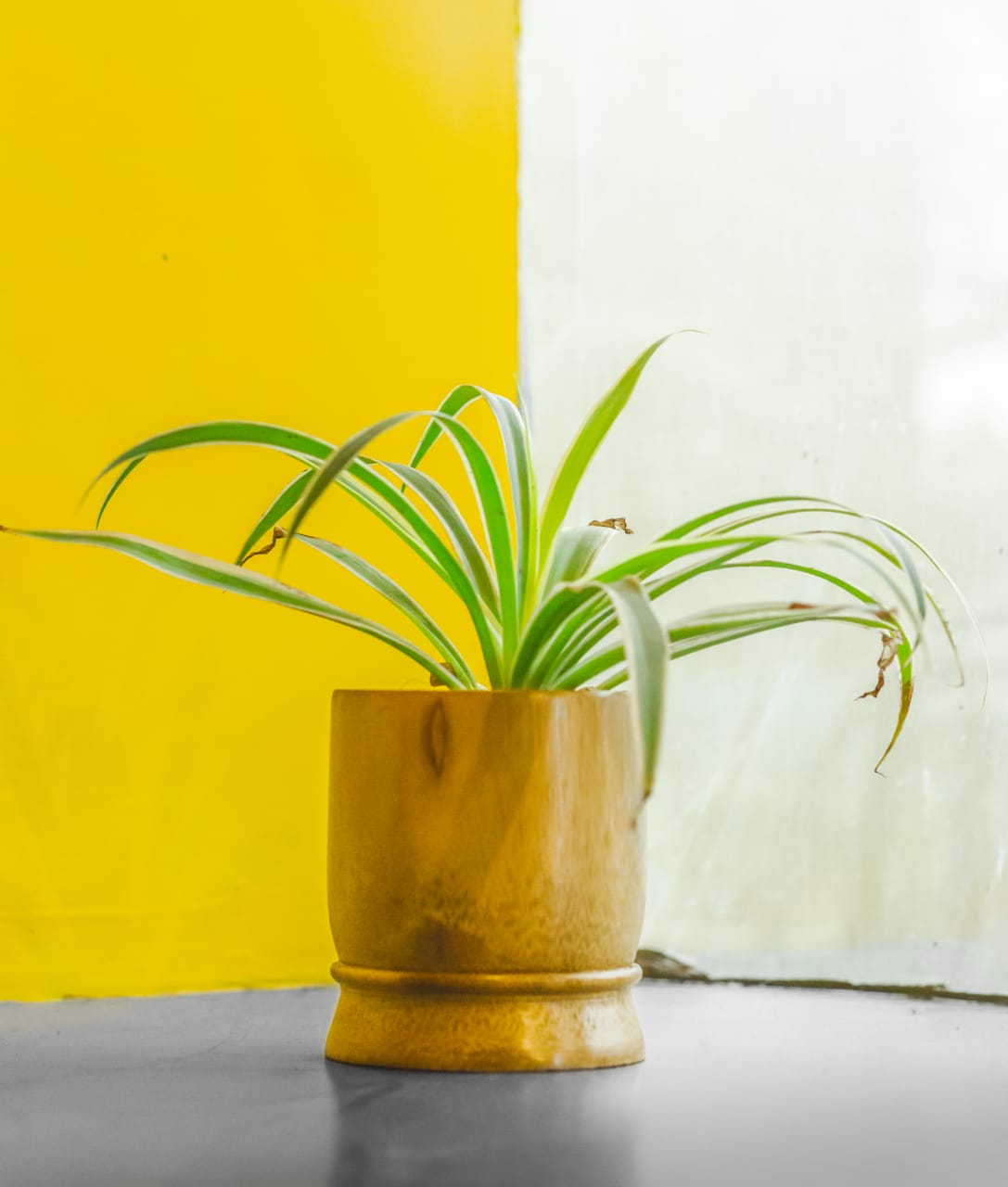 Bamboo planter small cylindrical plain shape