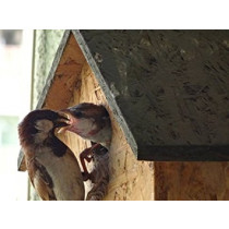 Nature Forever House Shaped Sparrow And Tit Nestbox