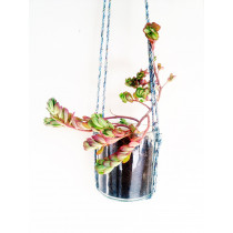 Beautiful Indoor cum Outdoor Hanging Glass Planter (Transparent)