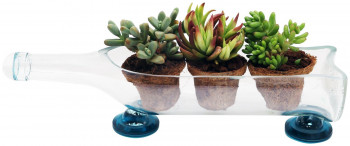 Handmade Glass Planter cum Serving Tray (Transparent)