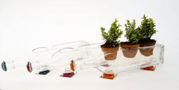 Unique Glass Planter cum Serving Set (Set Of 3 - Transparent)