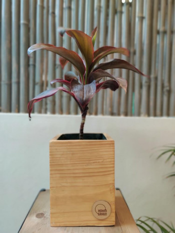 Cube planter 8
