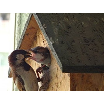 Nature Forever House Shaped Sparrow And Tit Nestbox