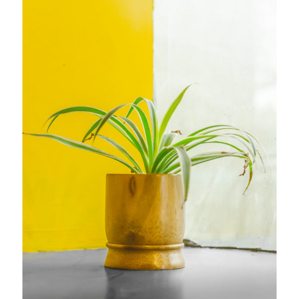Bamboo planter small cylindrical plain shape