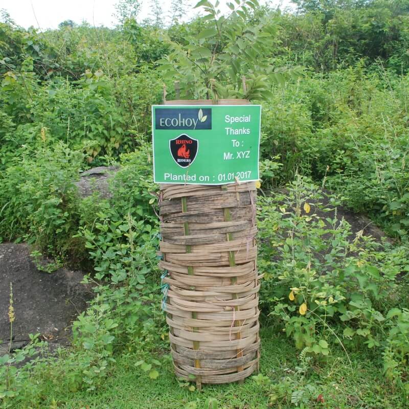 Neem Sapling by SPS Eco Club | Location: Guwahati, Assam
